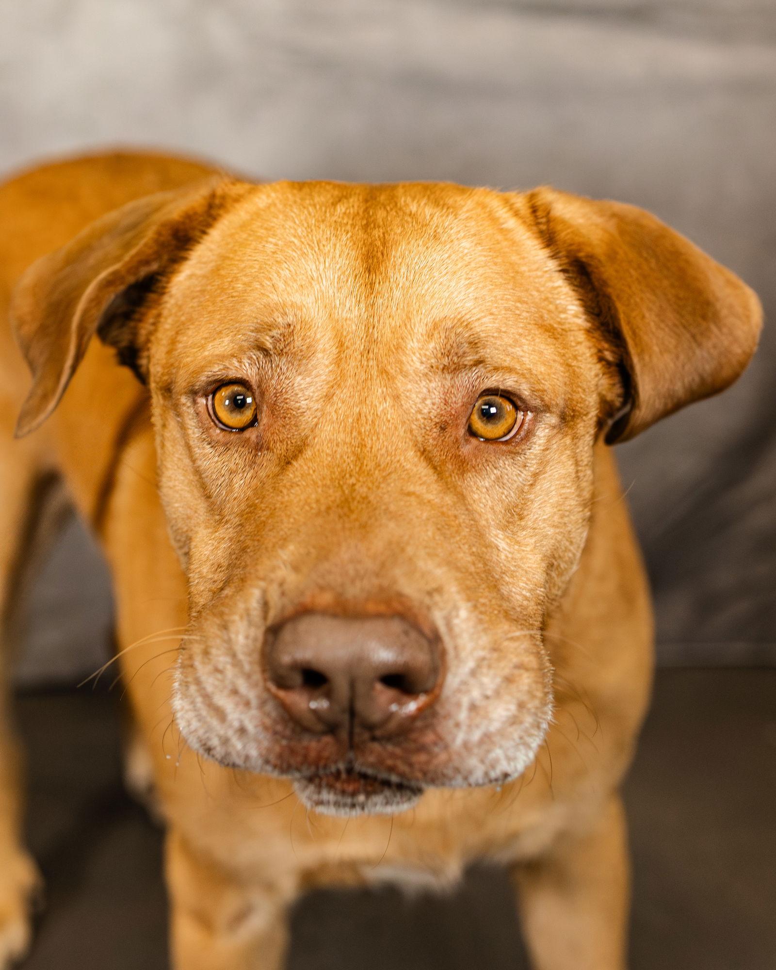Enlarge Buck, a Adoptable mixed breed in Clinton, OK image 2/3