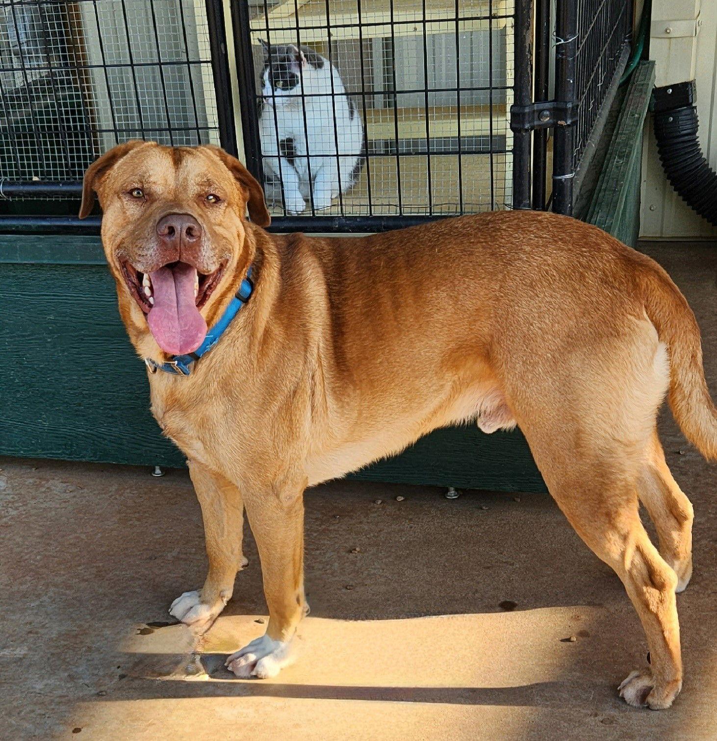 Enlarge Buck, a Adoptable mixed breed in Clinton, OK image 3/3