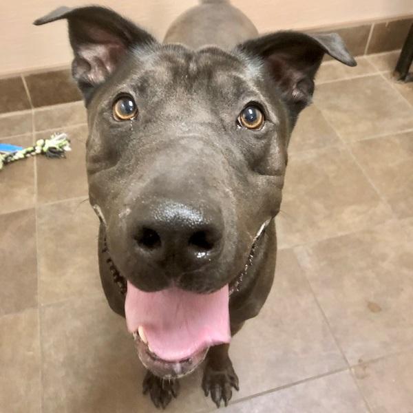 Donnie, Adoptable, Adult Male Labrador Retriever.