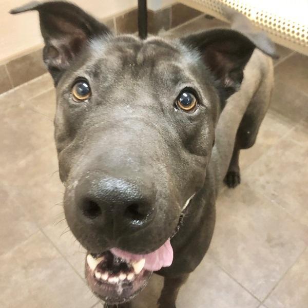 Enlarge Donnie, a Adoptable mixed breed in Des Moines, IA image 3/6