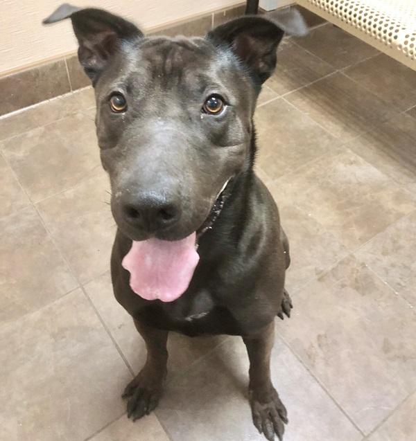 Enlarge Donnie, a Adoptable mixed breed in Des Moines, IA image 4/6