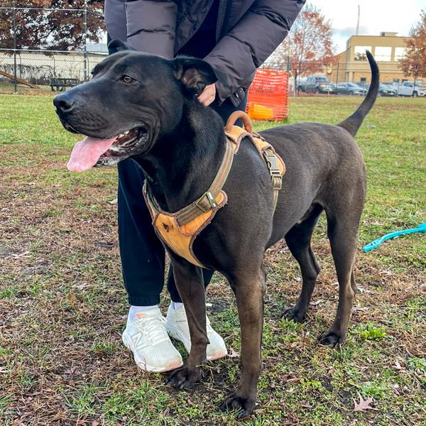 Enlarge Donnie, a Adoptable mixed breed in Des Moines, IA image 6/6