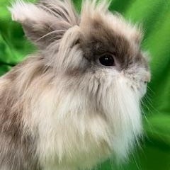 Boomer, Adoptable, Adult Male Lionhead.
