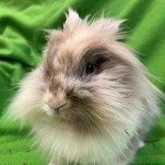 Boomer, a Adoptable Lionhead in Haltom City, TX image 2/4