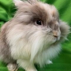 Boomer, a Adoptable Lionhead in Haltom City, TX image 4/4