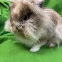 Boomer, a Adoptable Lionhead in Haltom City, TX image 3/4