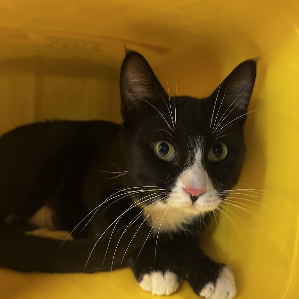 Drifter, Adoptable, Adult Male Domestic Short Hair.