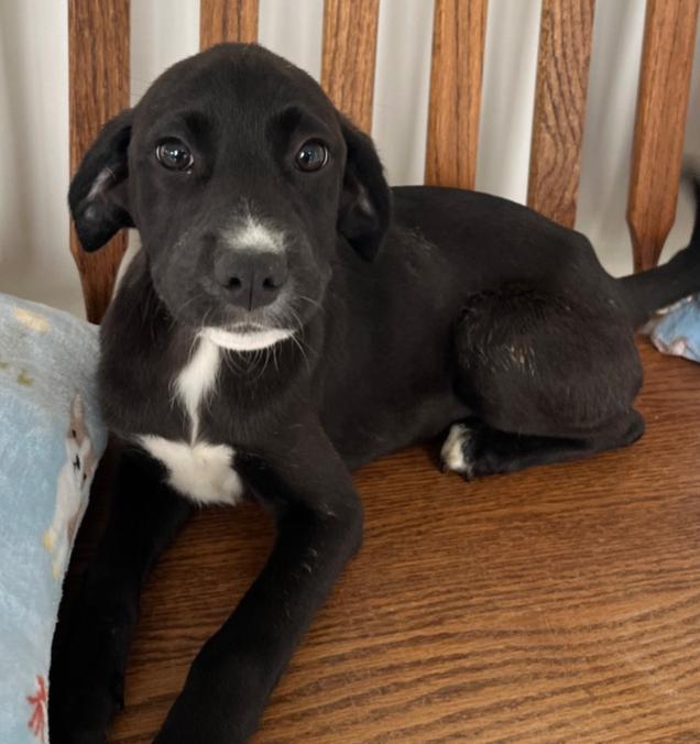 Enlarge Delilah, a ADOPTABLE Mixed Breed in Homewood, IL image 1/1