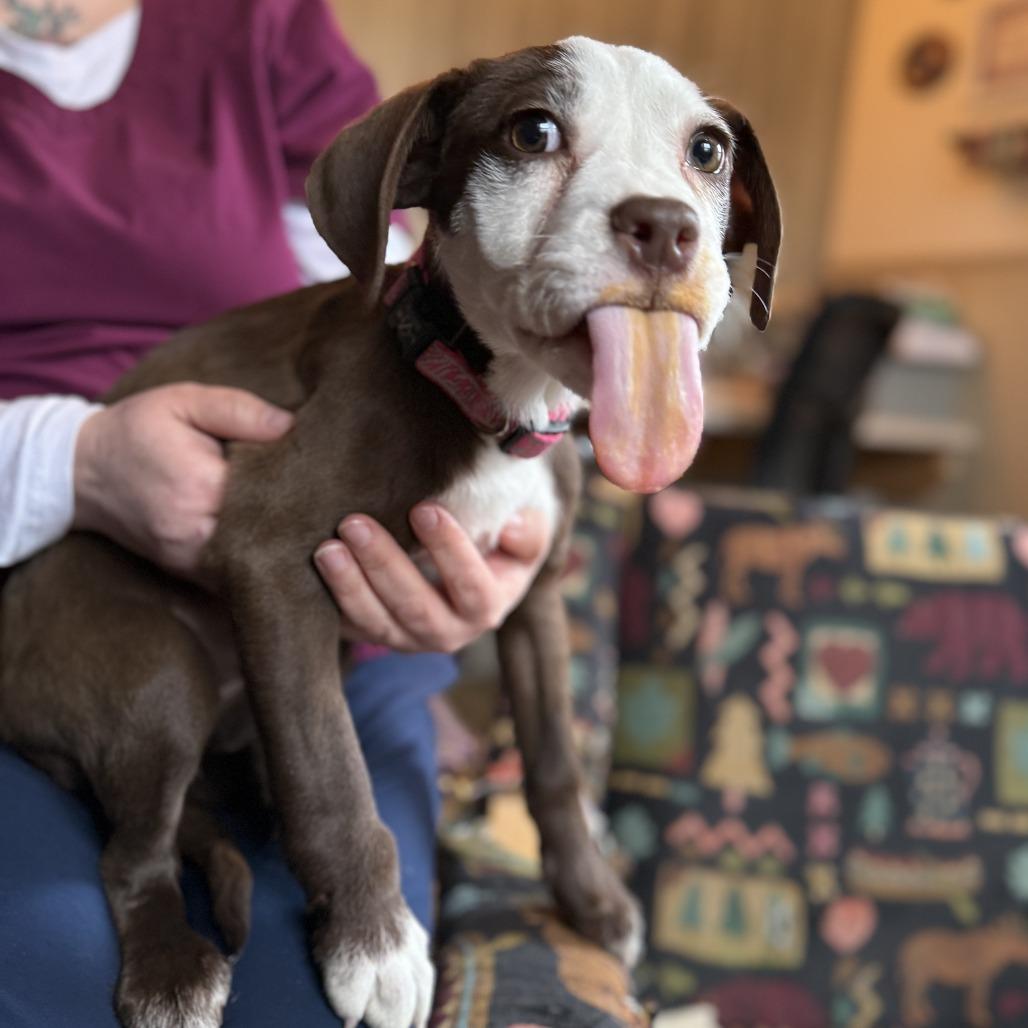 Raven, Adoptable, Puppy Female Pit Bull Terrier.