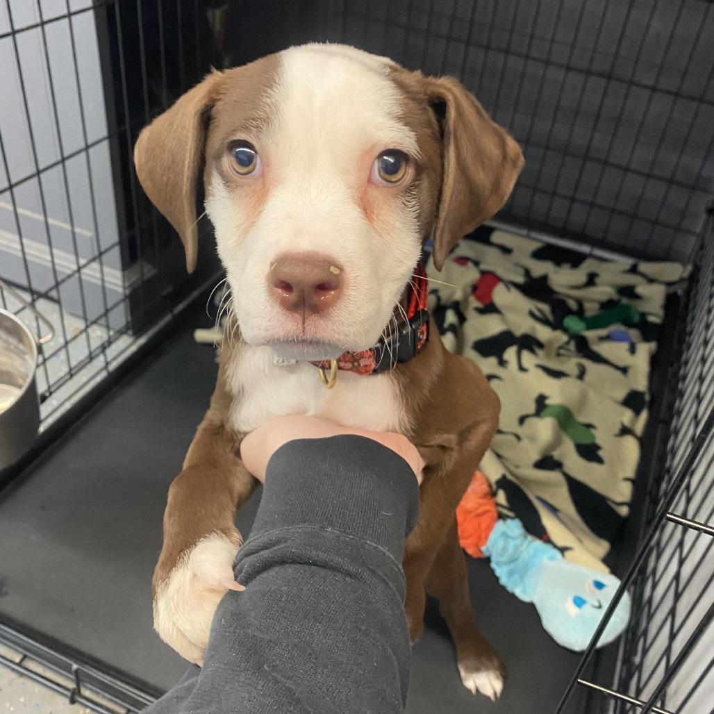 Raven, a Adoptable Pit Bull Terrier in Madison, WI image 2/6