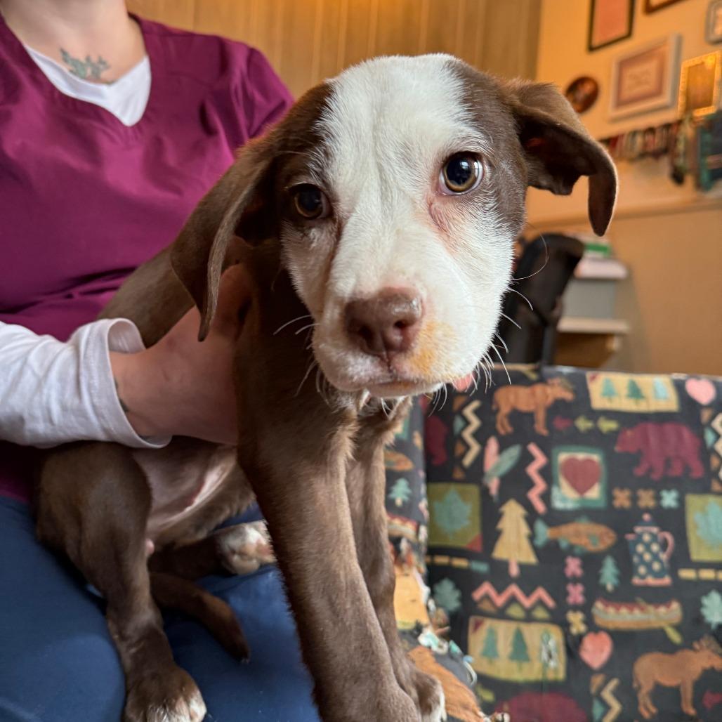 Raven, a Adoptable Pit Bull Terrier in Madison, WI image 3/6