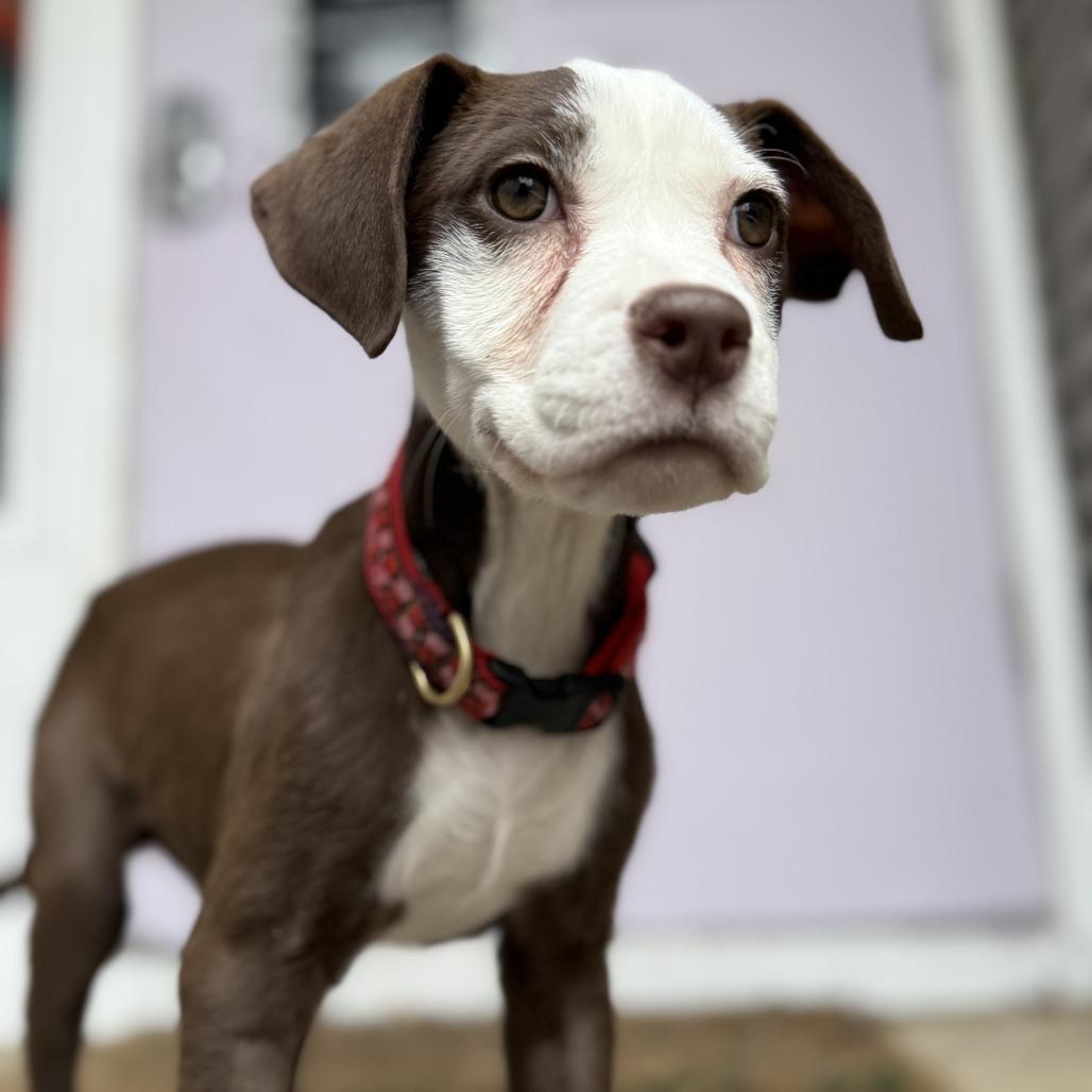 Raven, a Adoptable Pit Bull Terrier in Madison, WI image 4/6