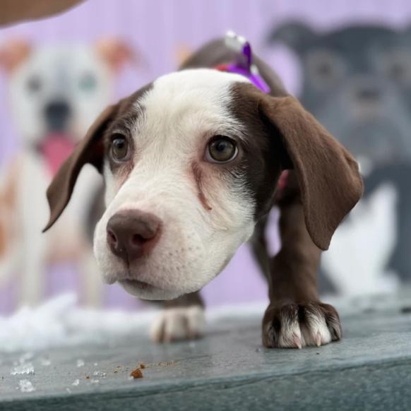 Raven, a Adoptable Pit Bull Terrier in Madison, WI image 5/6