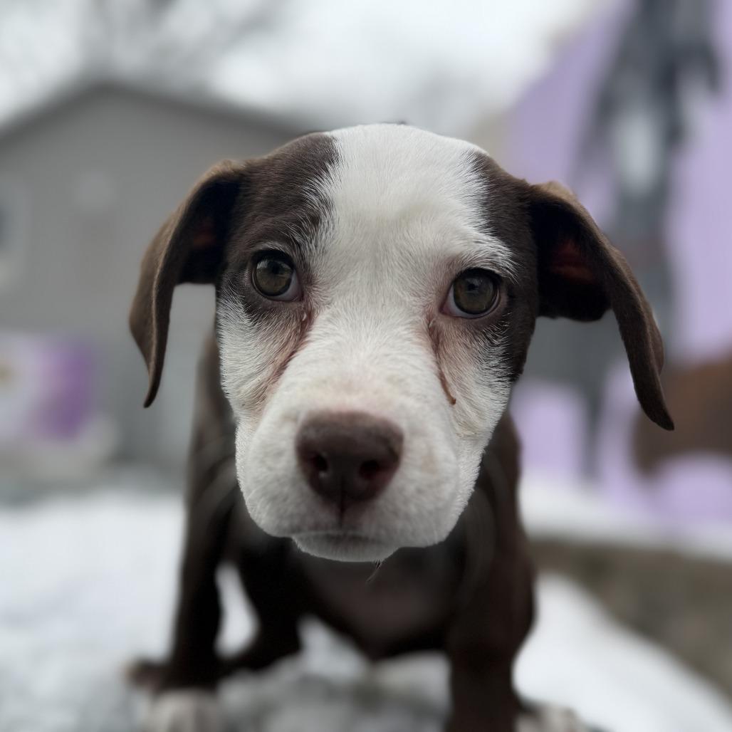 Raven, a Adoptable Pit Bull Terrier in Madison, WI image 6/6