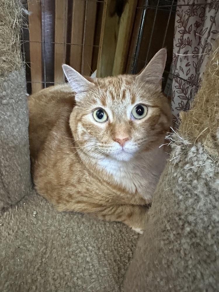 Oliver, Adoptable, Adult Male Tabby.
