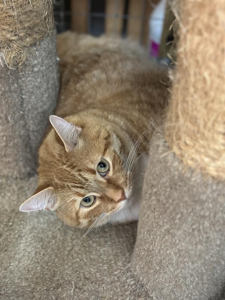 Enlarge Oliver, a Adoptable Tabby in Crescent City, FL image 2/3