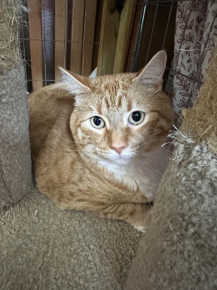 Enlarge Oliver, a Adoptable Tabby in Crescent City, FL image 3/3