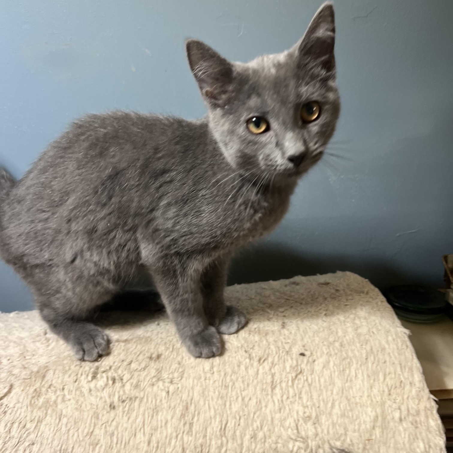 Enlarge Sterling, a Adopted Domestic Short Hair in Johnson City, TN image 3/3