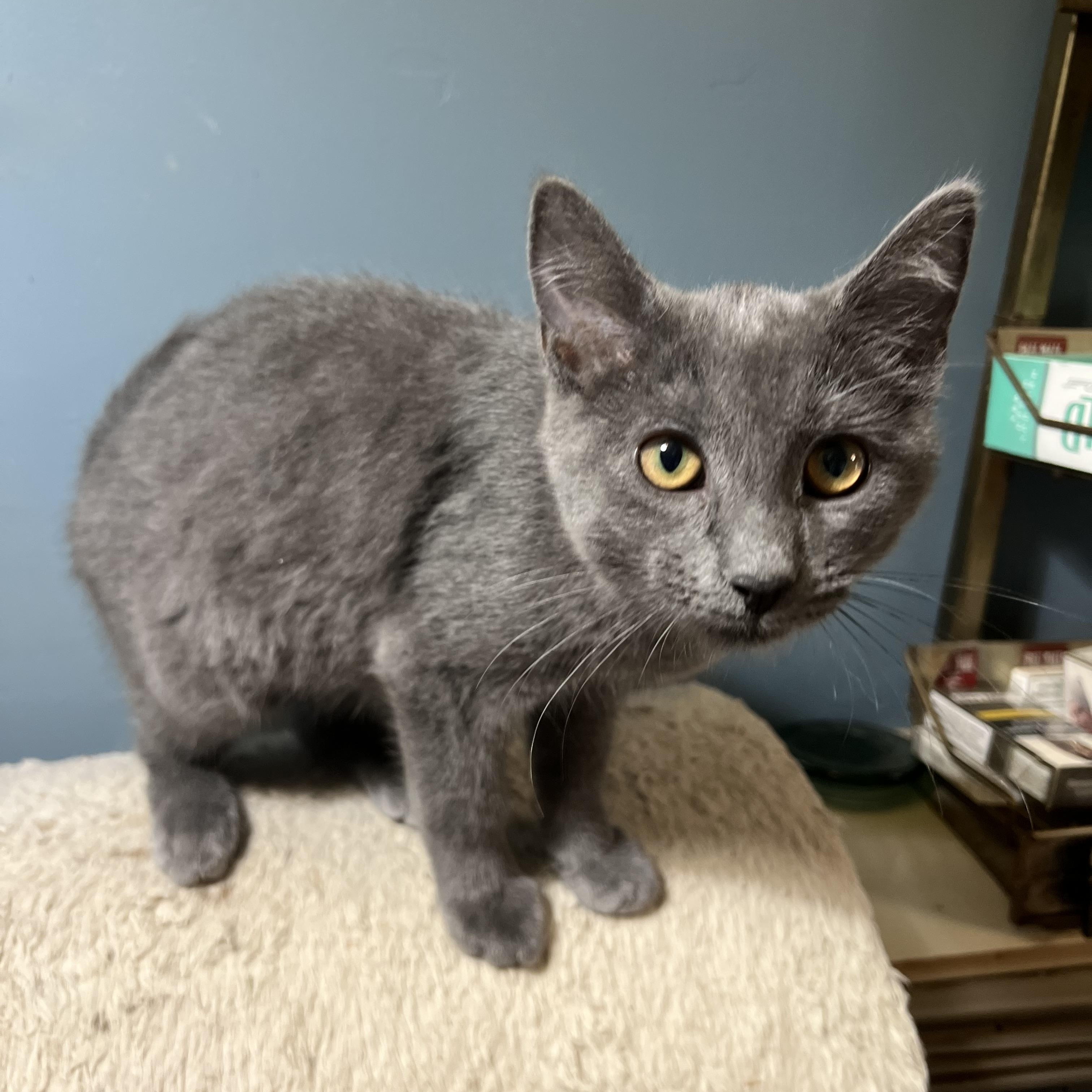 Enlarge Sterling, a Adopted Domestic Short Hair in Johnson City, TN image 2/3