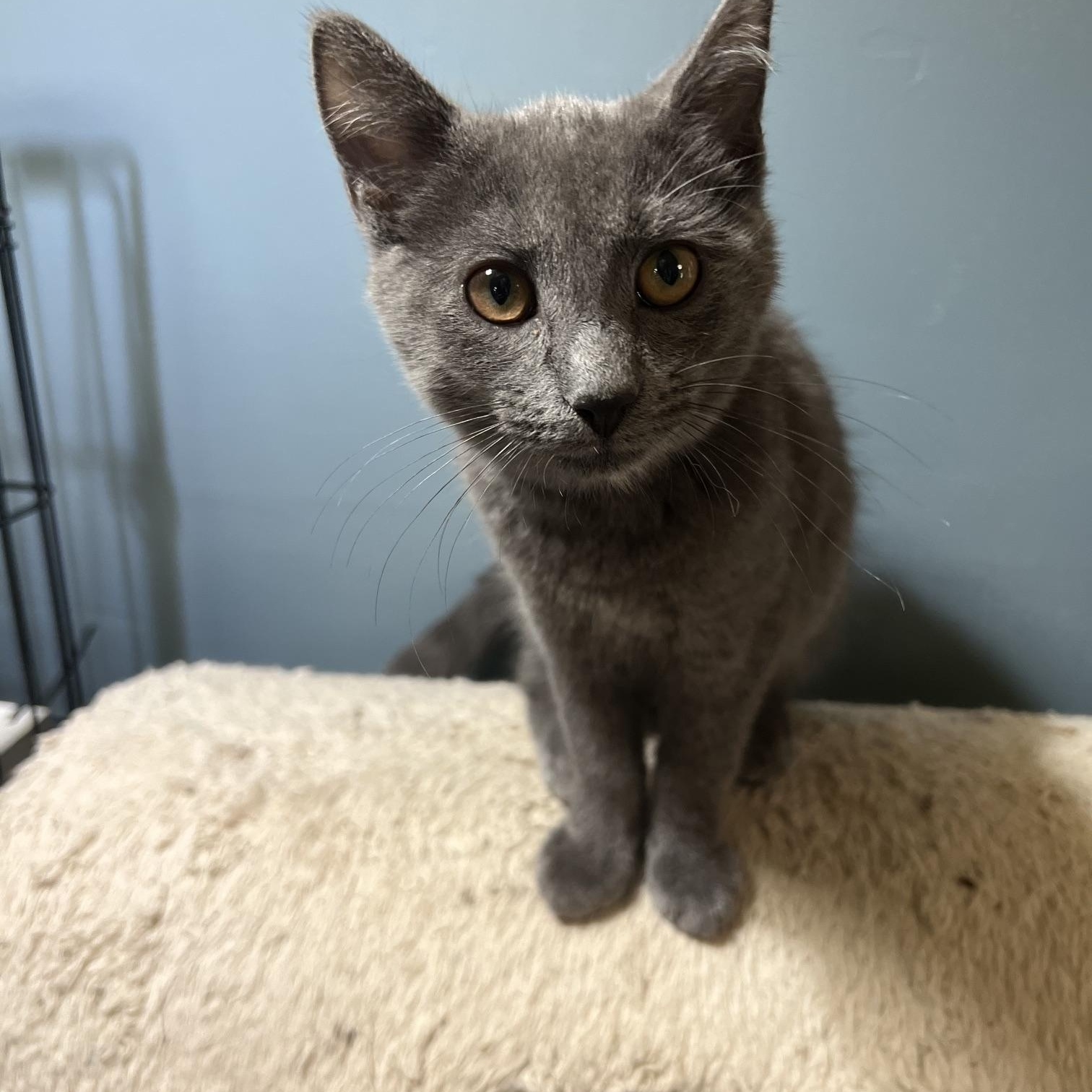 Sterling, Adopted, Kitten Male Domestic Short Hair.