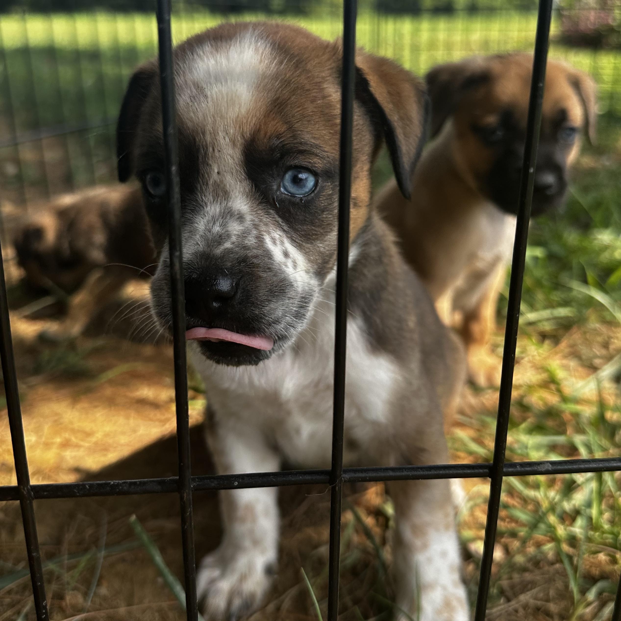 George, Adopted, Puppy Male Australian Cattle Dog / Blue Heeler & American Staffordshire Terrier.
