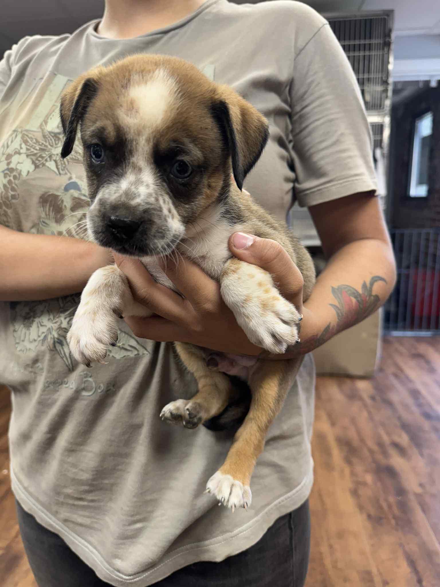 Enlarge George, a Adopted mixed breed in Bethel, OH image 2/3