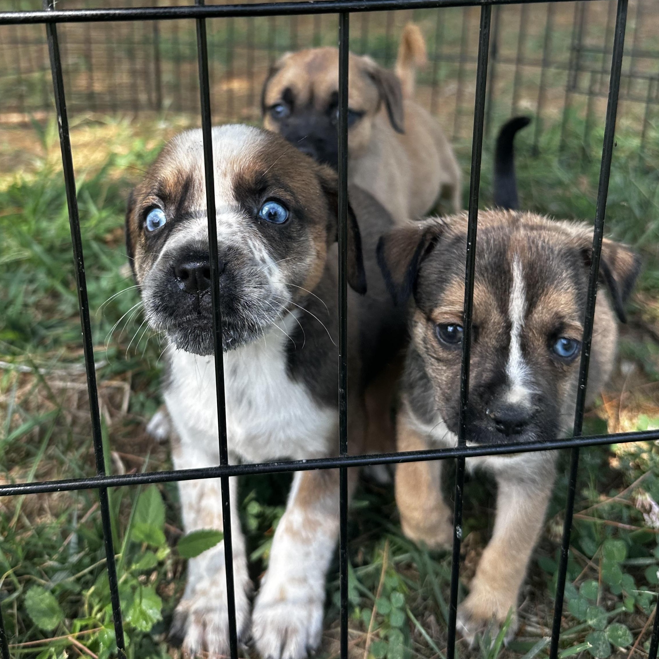 Enlarge George, a Adopted mixed breed in Bethel, OH image 3/3