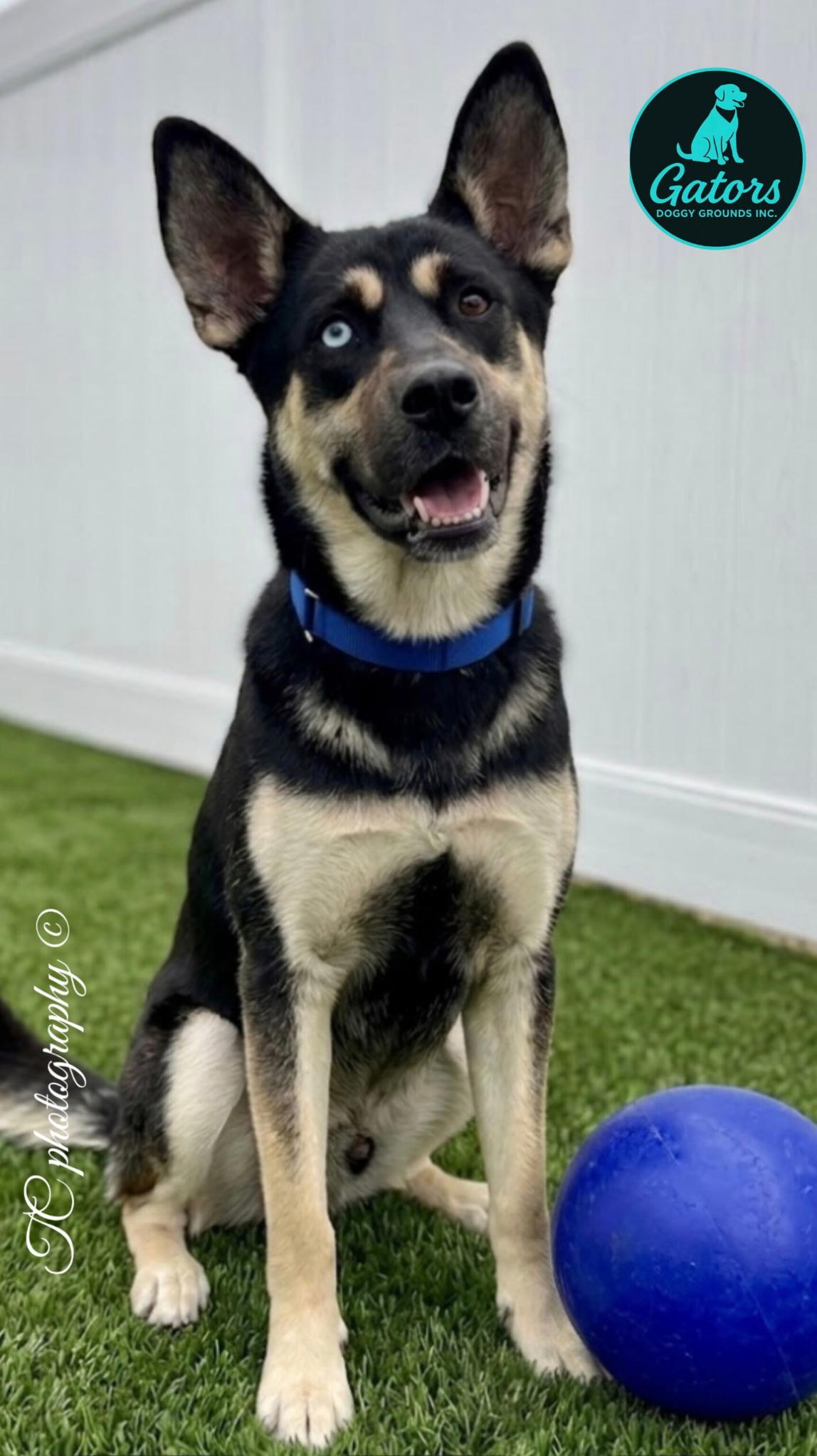 Enlarge Ziggy, a Adoptable mixed breed in Hortense, GA image 1/2