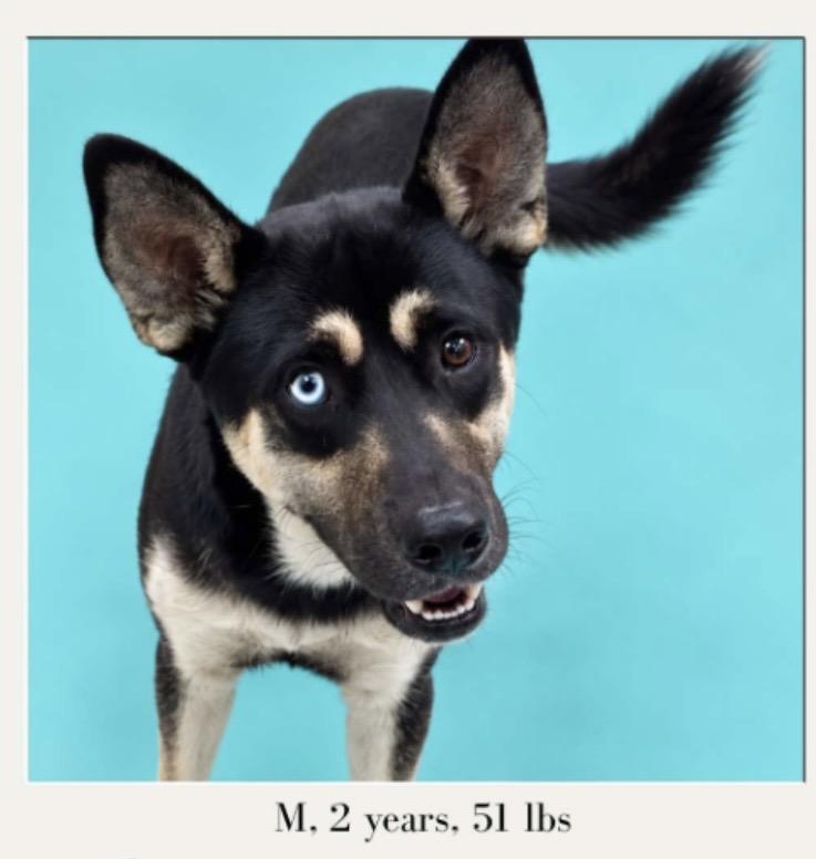 Enlarge Ziggy, a Adoptable mixed breed in Hortense, GA image 2/2