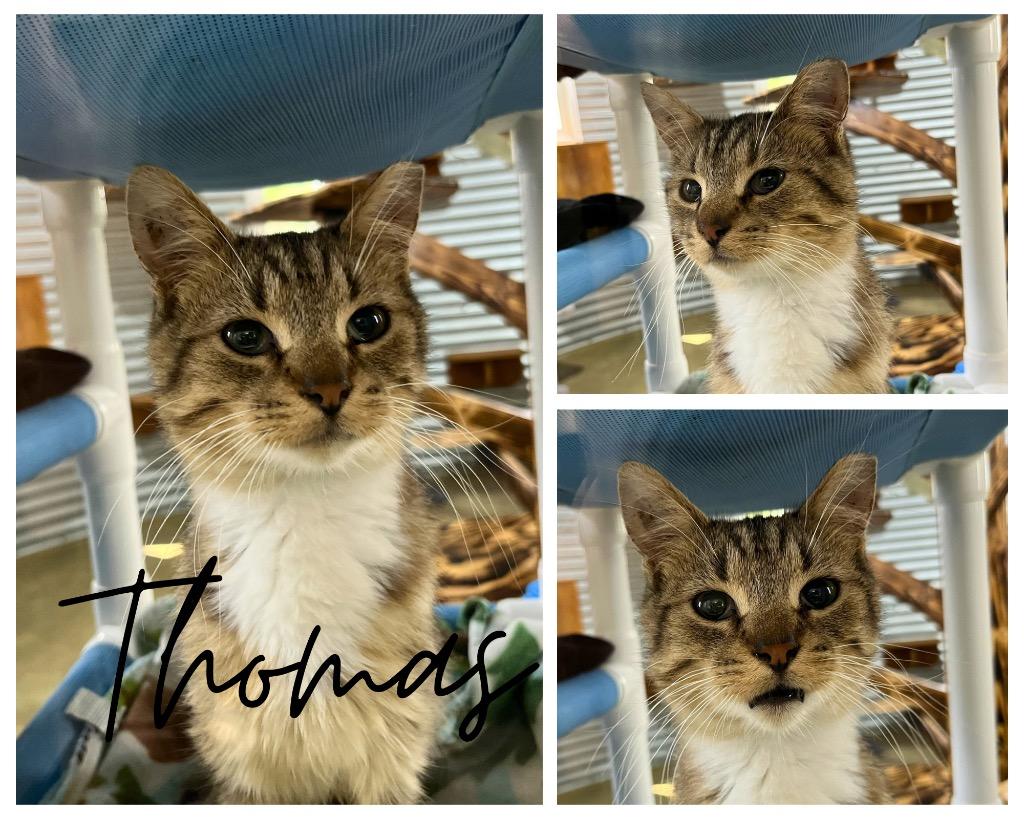 Enlarge Thomas, a Adoptable mixed breed in Pierceton, IN image 3/4
