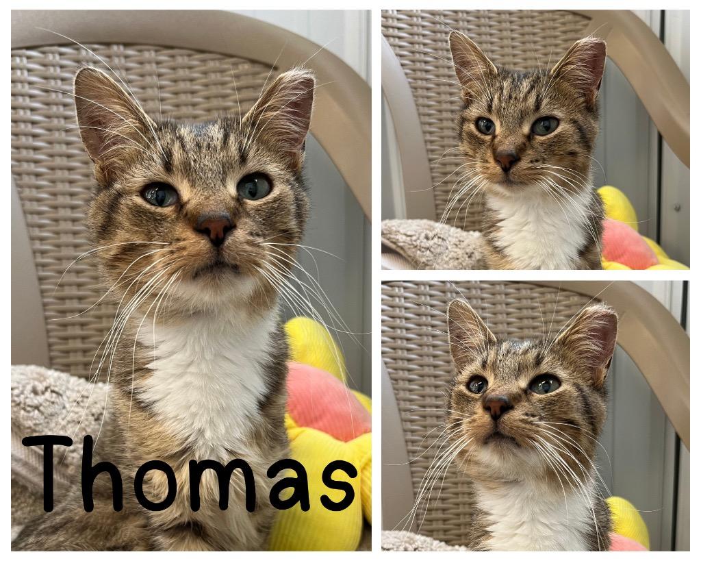 Enlarge Thomas, a Adoptable mixed breed in Pierceton, IN image 4/4