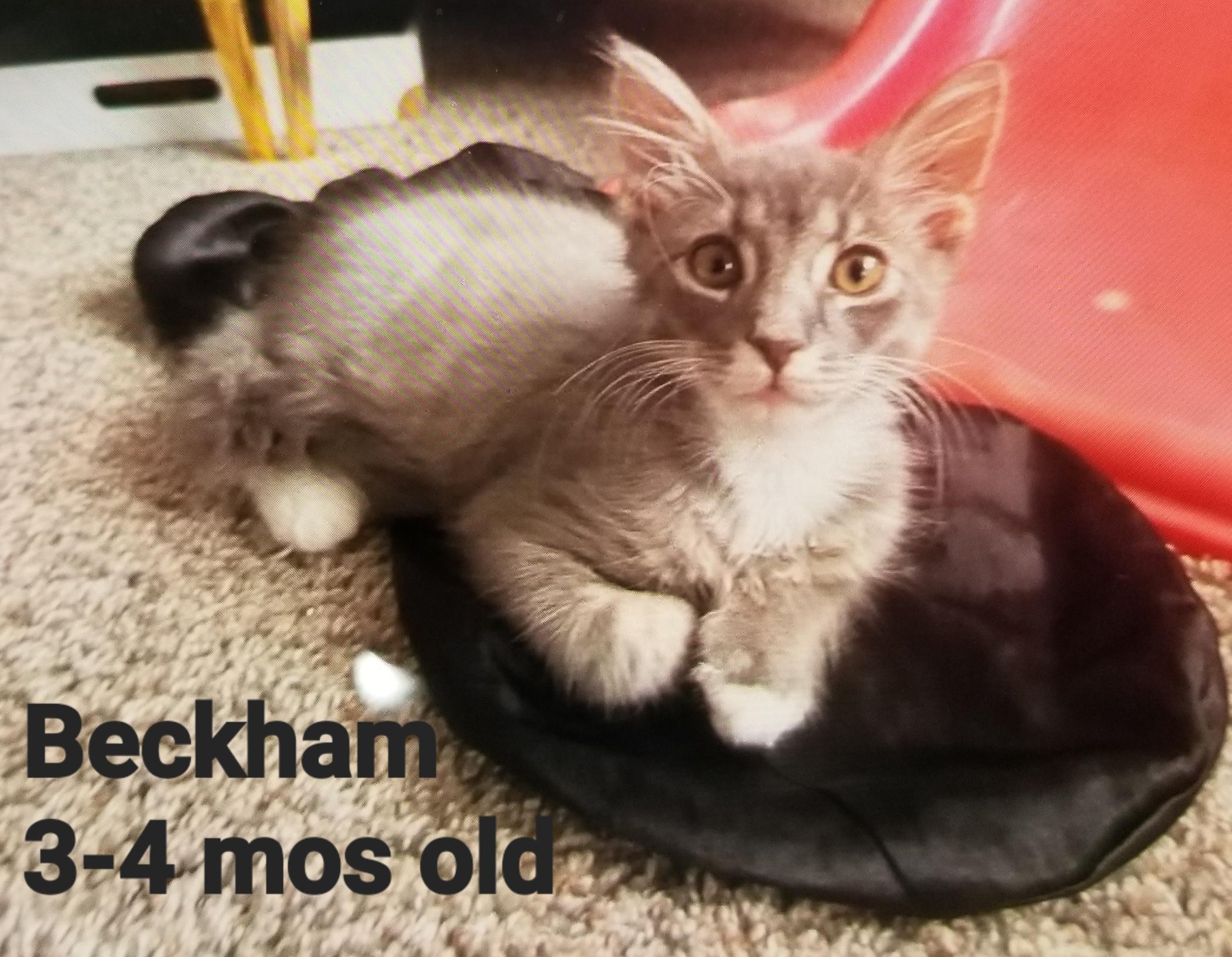 Beckham, Adoptable, Young Male American Shorthair.
