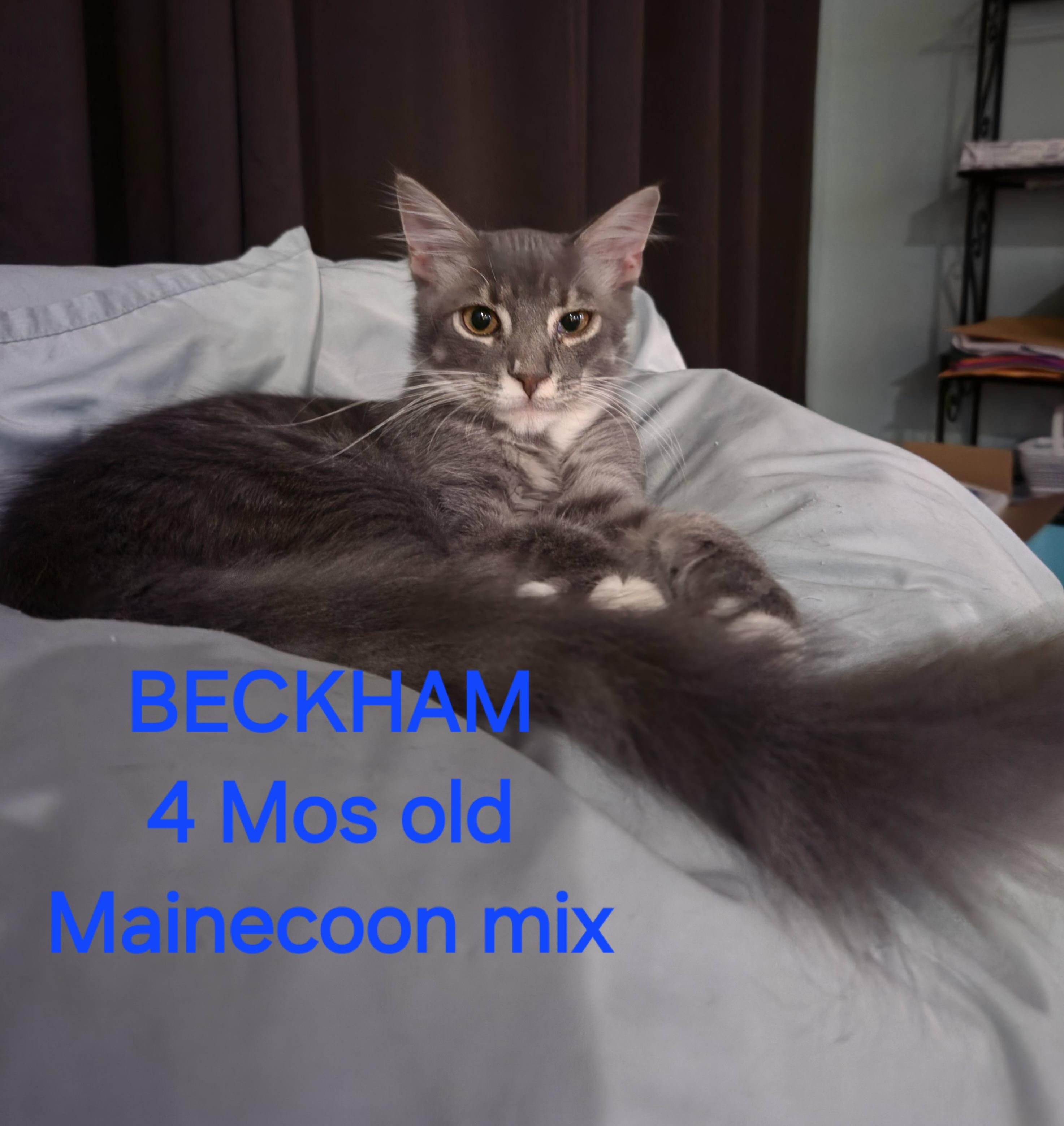 Beckham, Adoptable, Young Male American Shorthair.