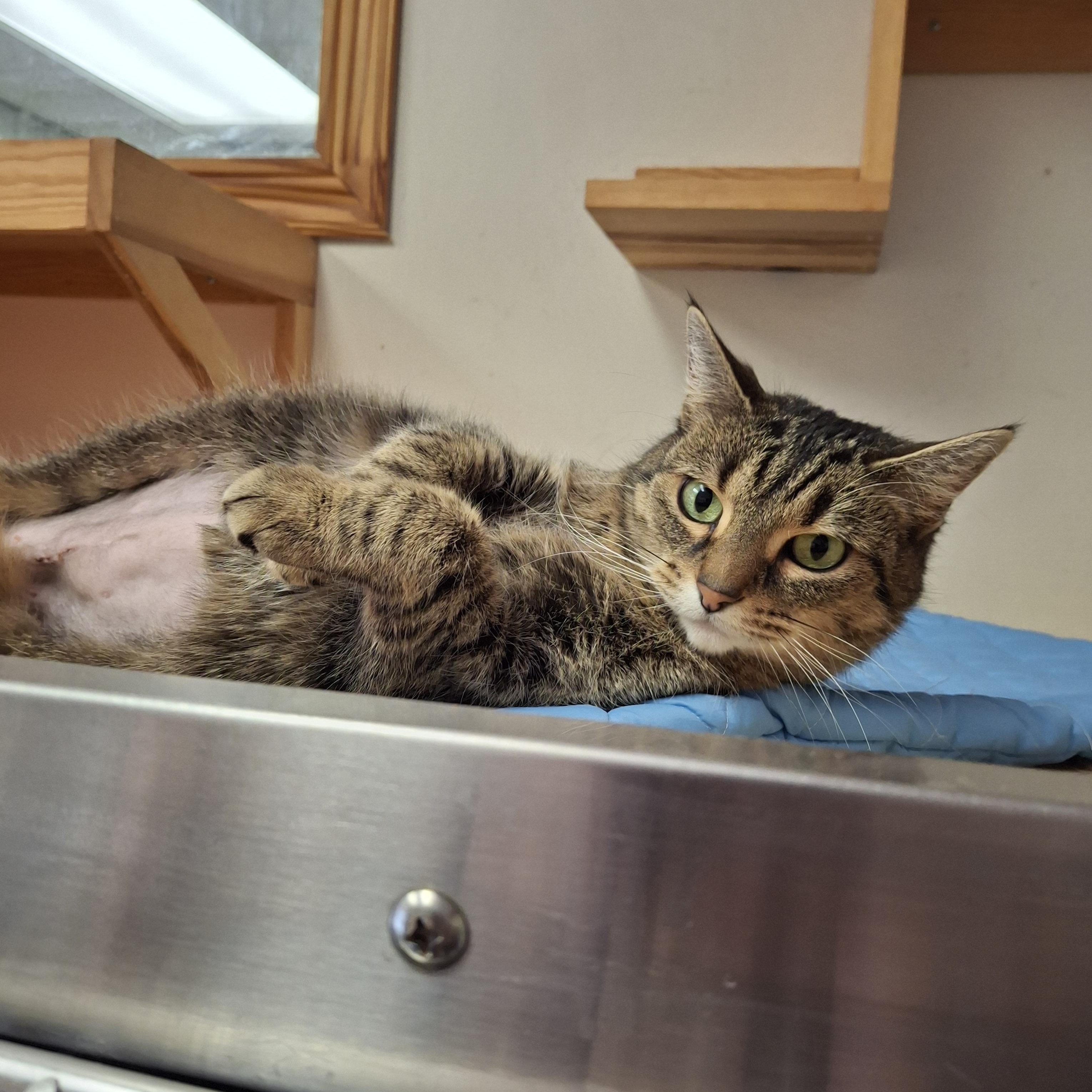 Enlarge Shyloh, an adopted Domestic Short Hair in Everett, ON image 3/5