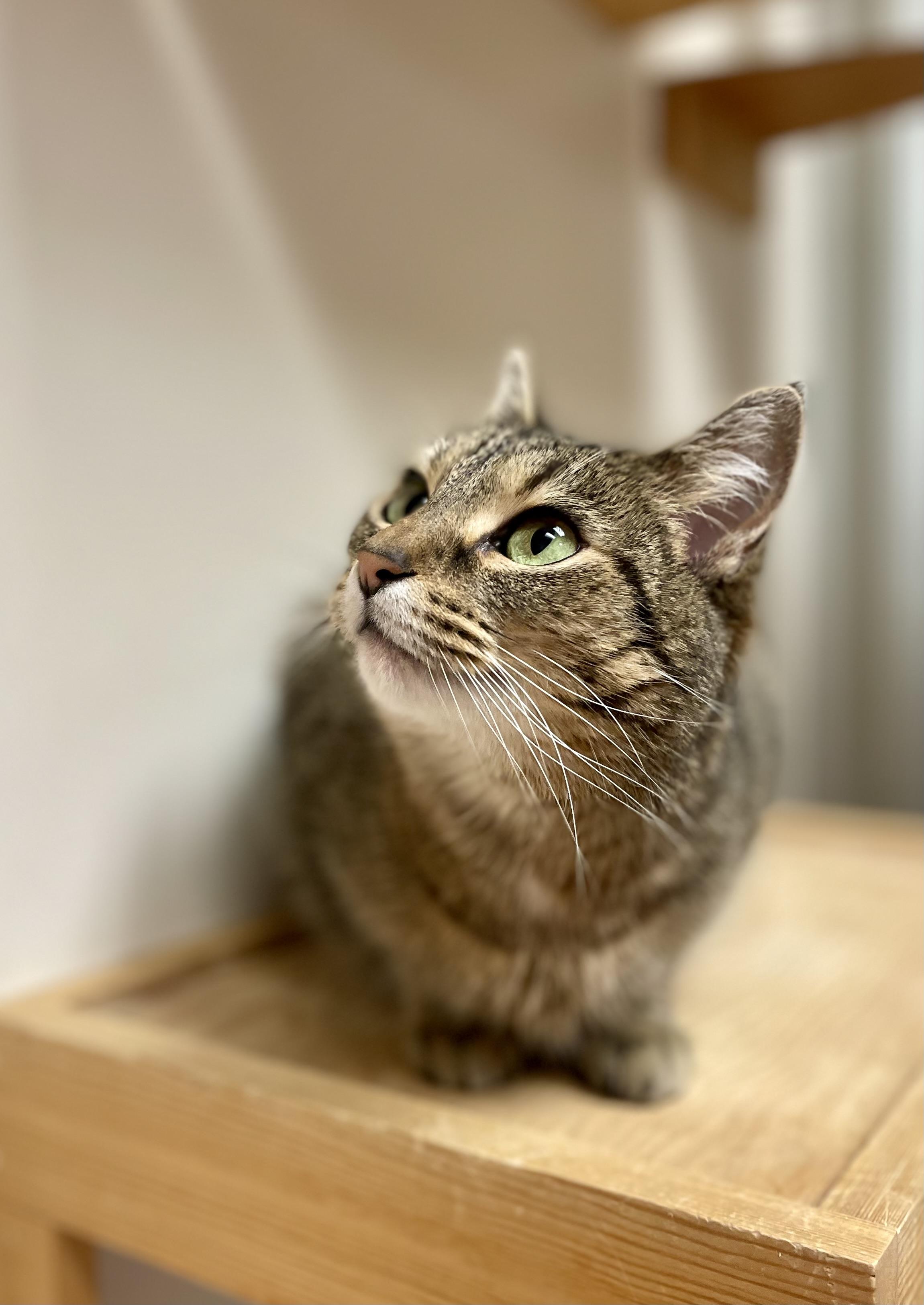 Enlarge Shyloh, an adopted Domestic Short Hair in Everett, ON image 2/5