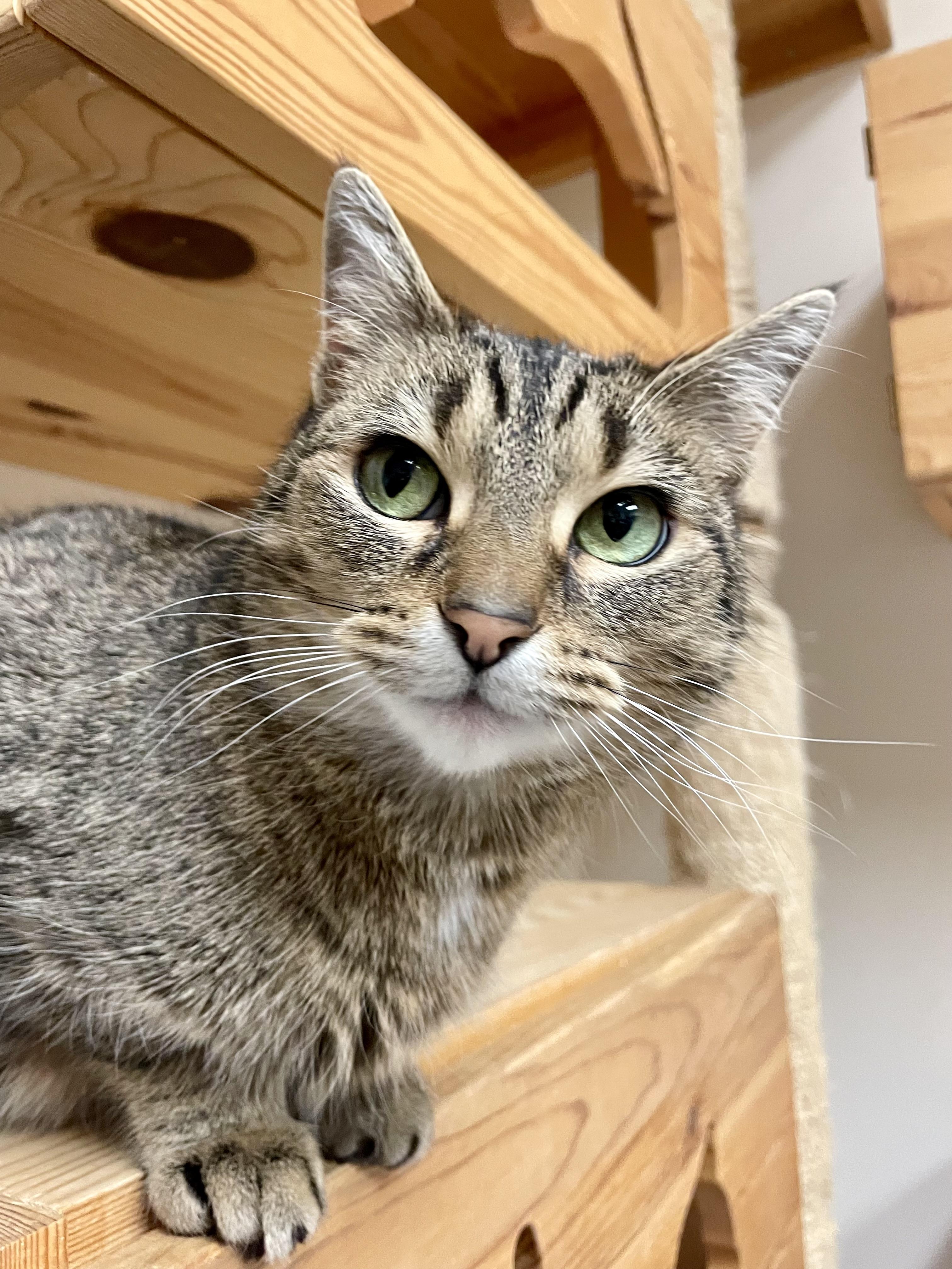 Enlarge Shyloh, an adopted Domestic Short Hair in Everett, ON image 1/5