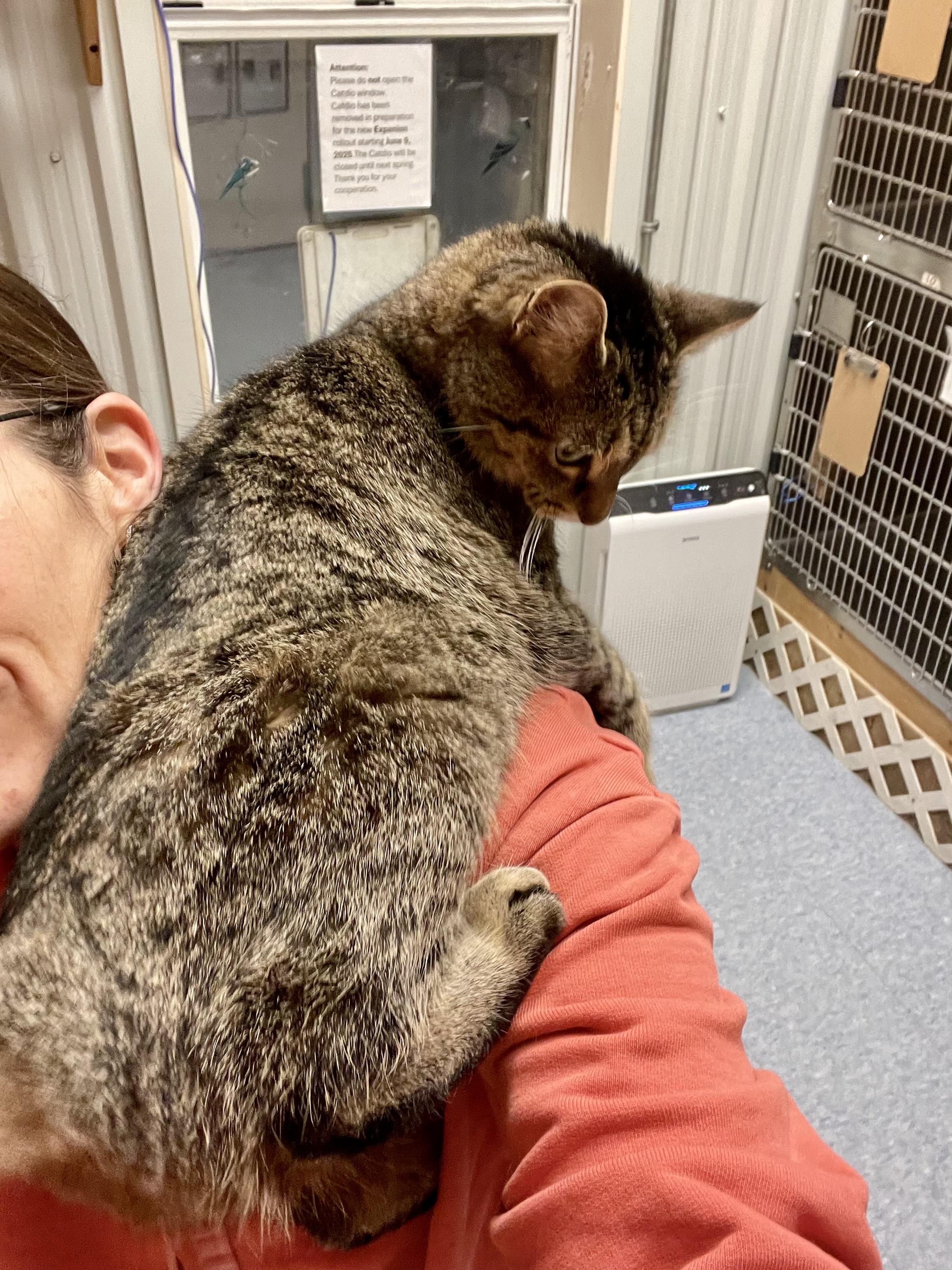 Enlarge Shyloh, an adopted Domestic Short Hair in Everett, ON image 5/5