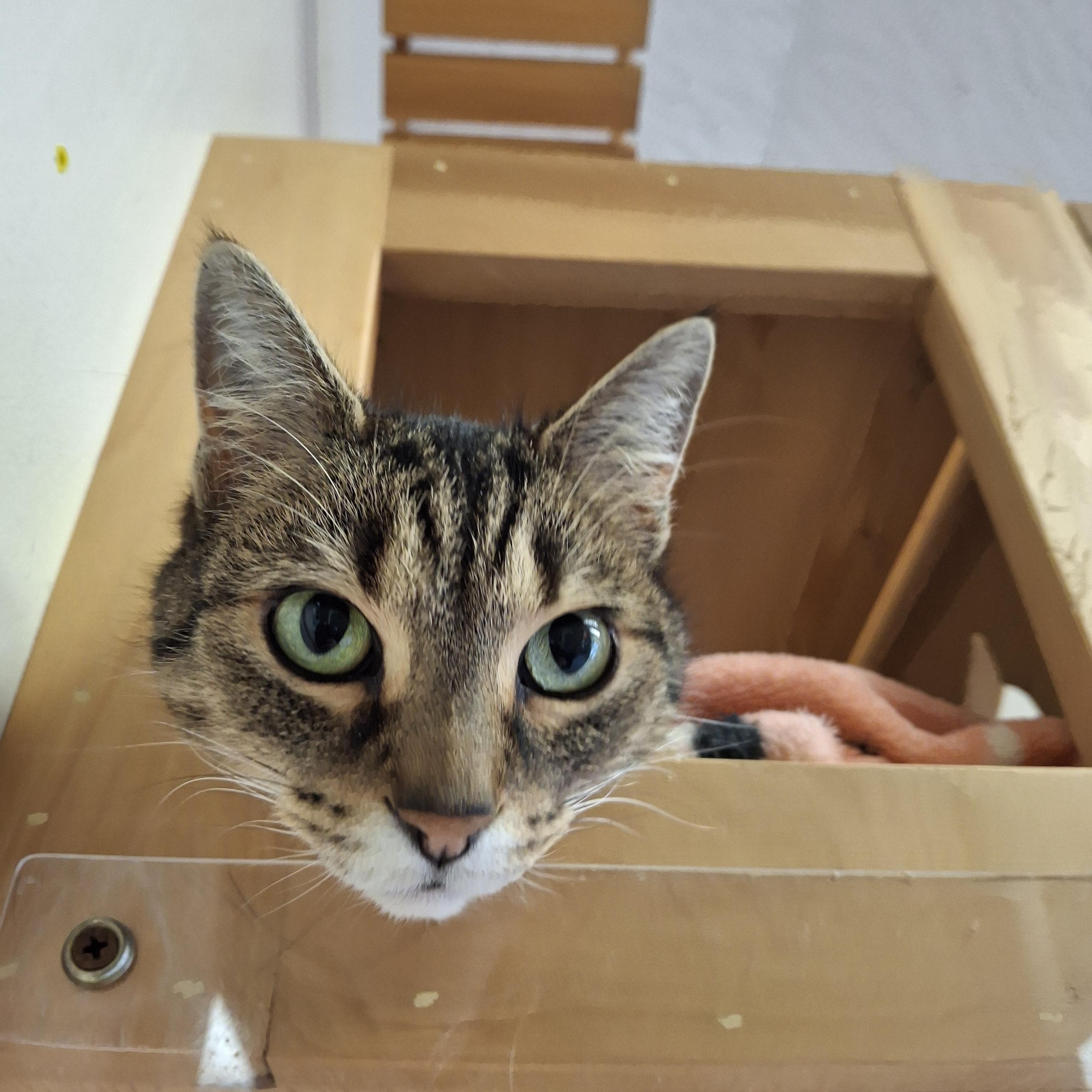 Enlarge Shyloh, an adopted Domestic Short Hair in Everett, ON image 4/5