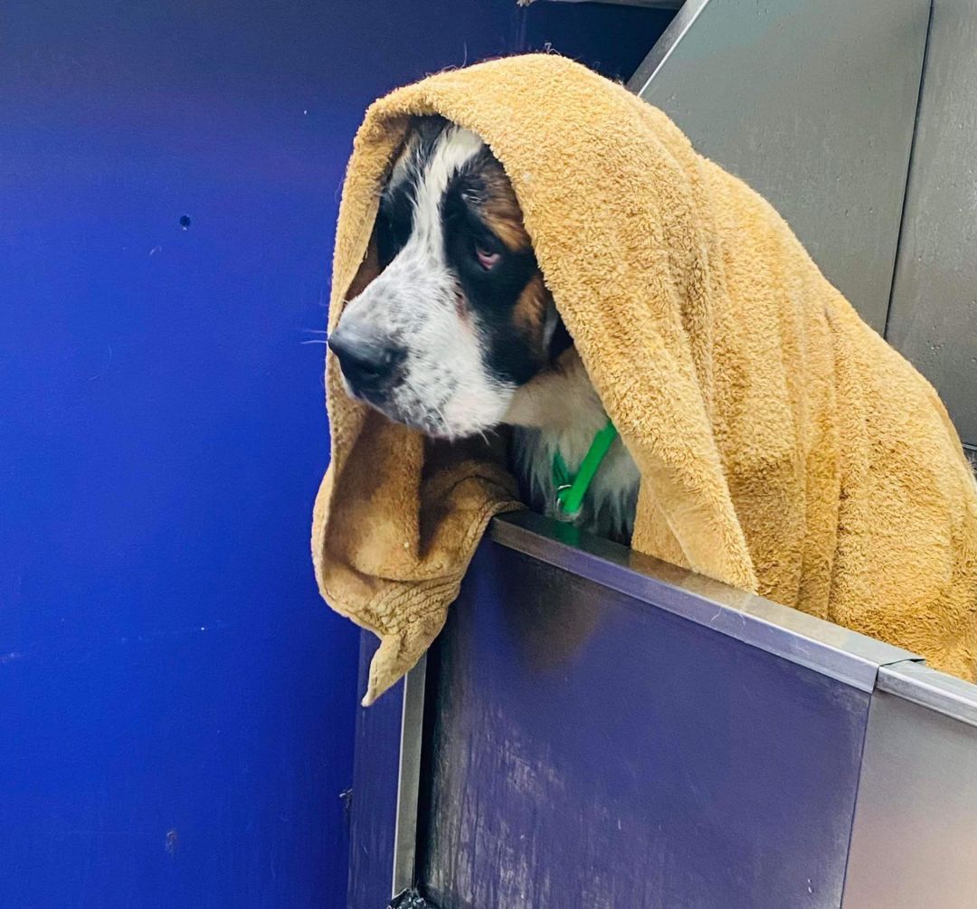 "Bear"nard, Adopted, Puppy Male Saint Bernard.