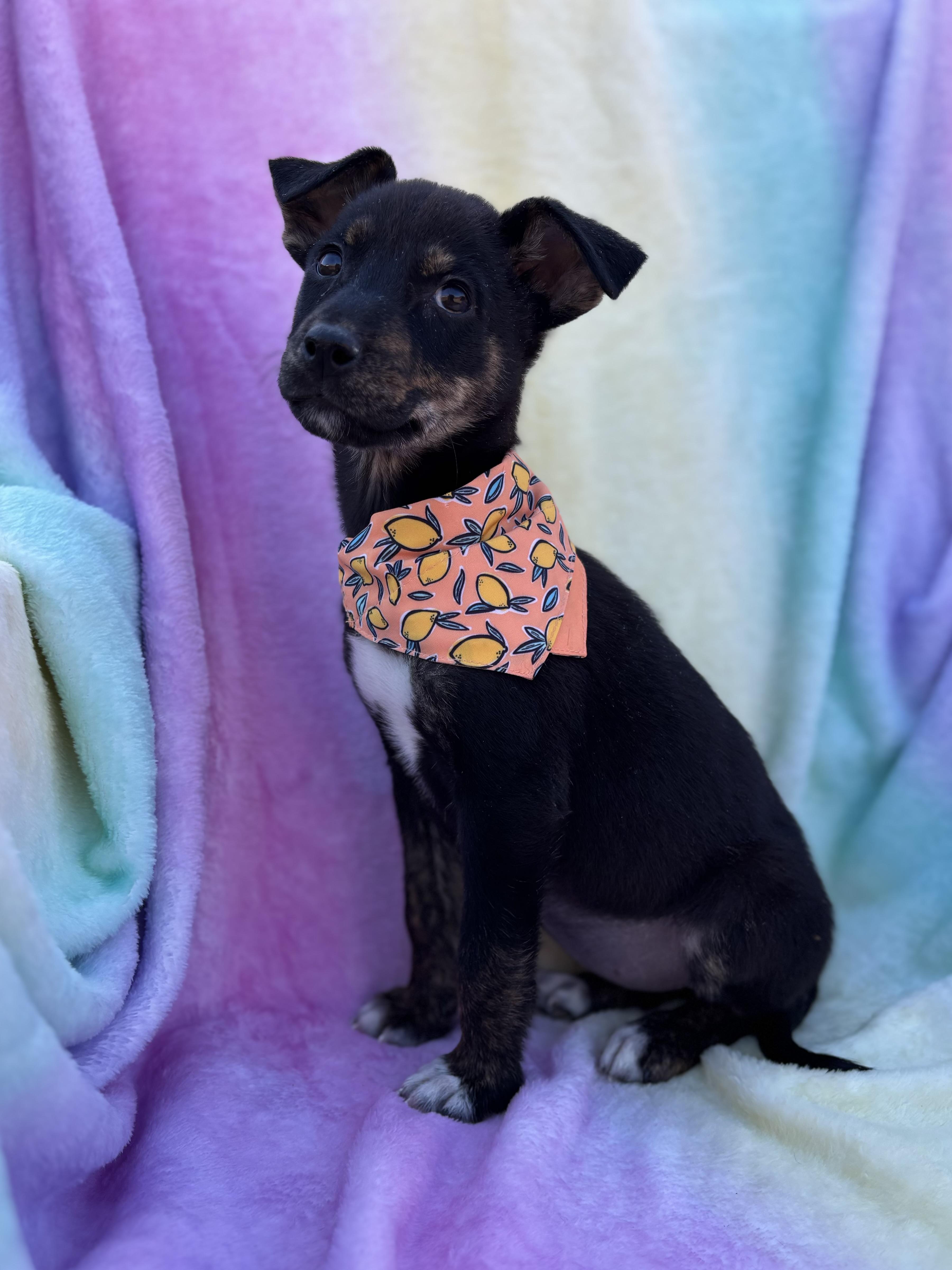 Capella Galaxy — thumbnail 4