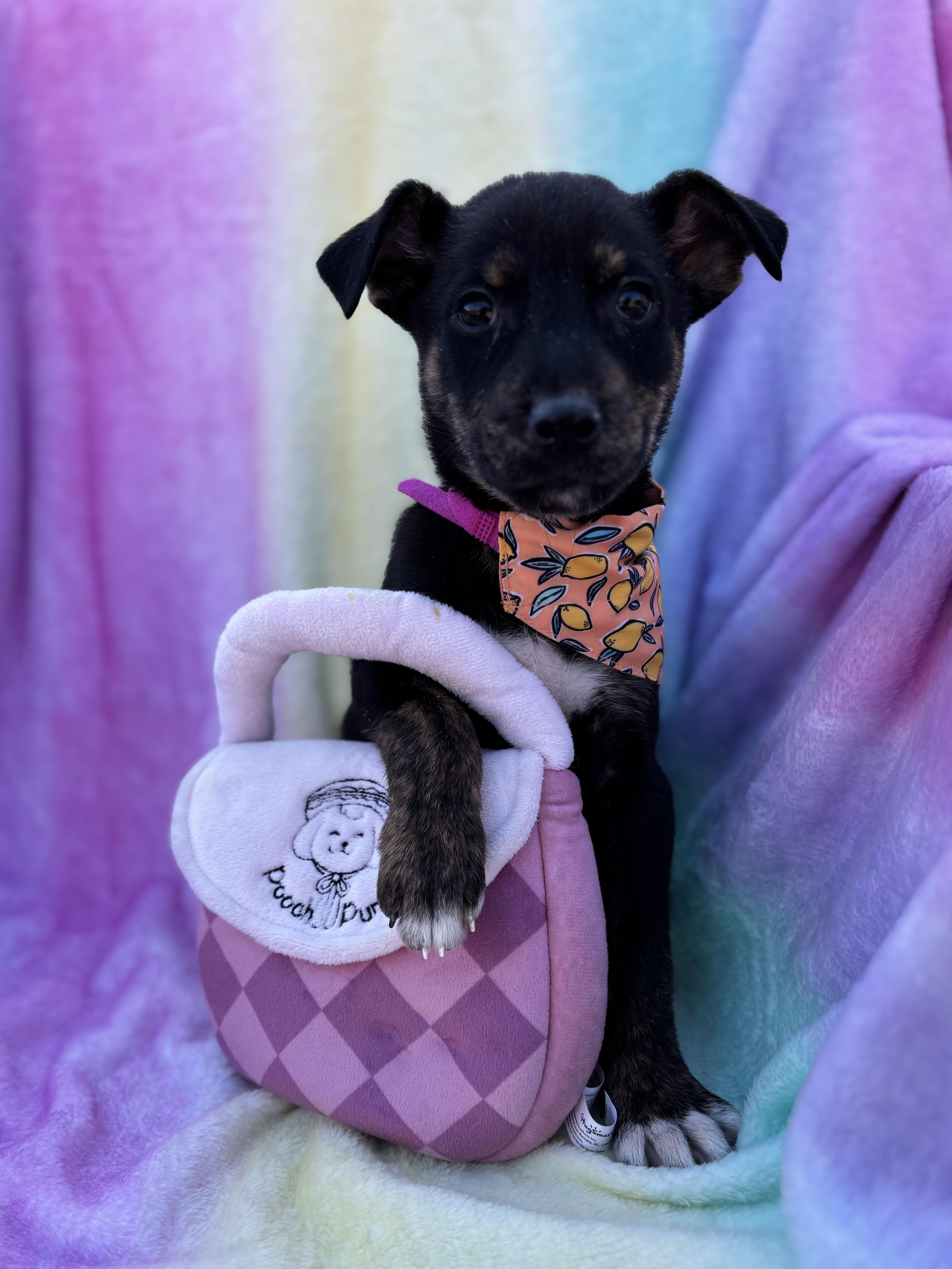 Capella Galaxy — thumbnail 5