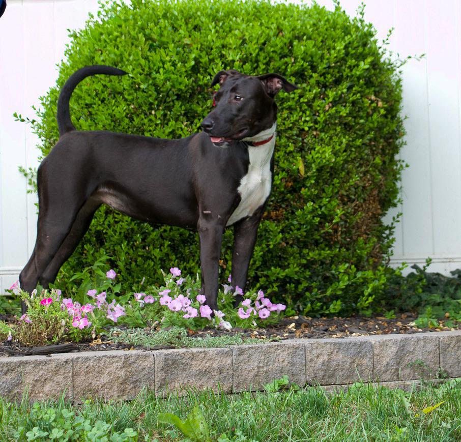 Enlarge Emery- The Best Hiking Partner, a Adoptable mixed breed in York, PA image 6/6