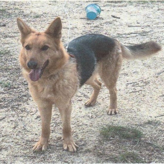 Willow (courtesy post)