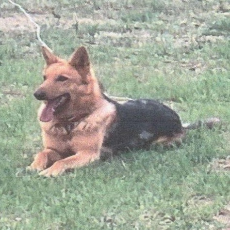 Willow (courtesy post)