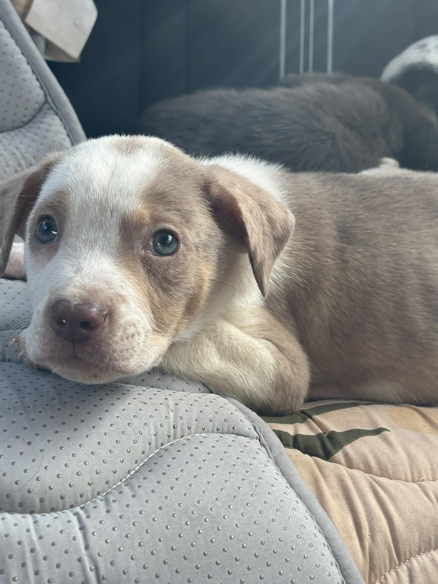 Jax, Adoptable, Puppy Male Catahoula Leopard Dog.