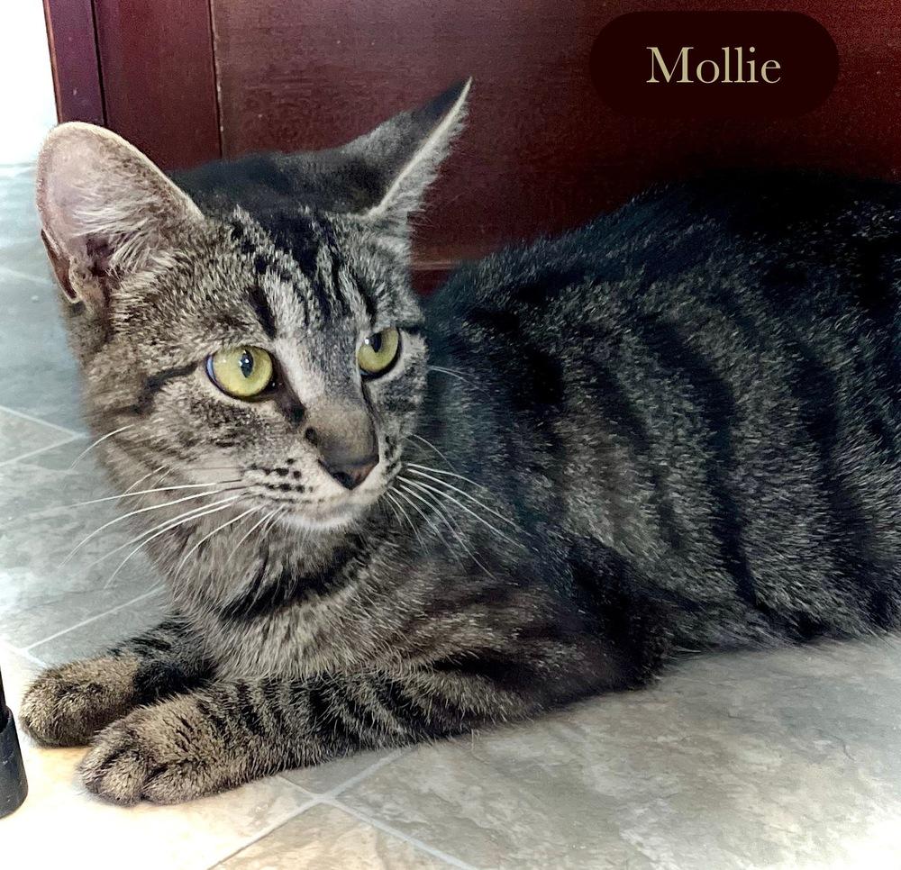 Enlarge Mollie, a Adoptable Domestic Short Hair in Chalfont, PA image 1/6