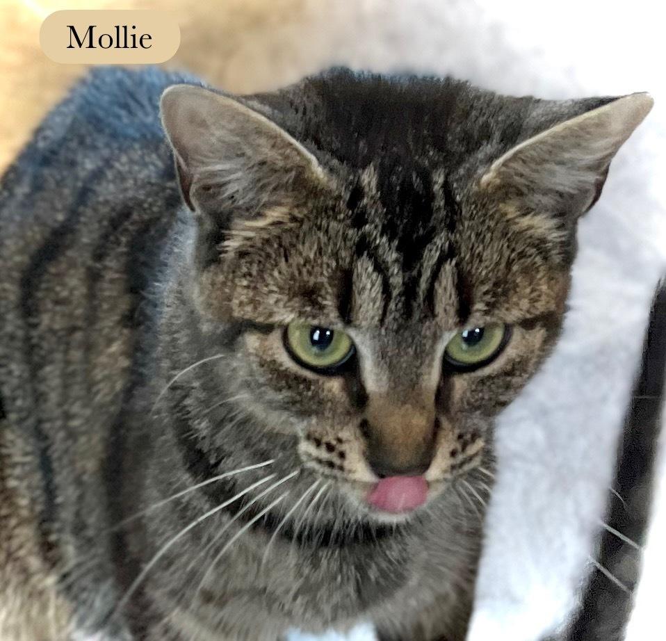 Enlarge Mollie, a Adoptable Domestic Short Hair in Chalfont, PA image 2/6
