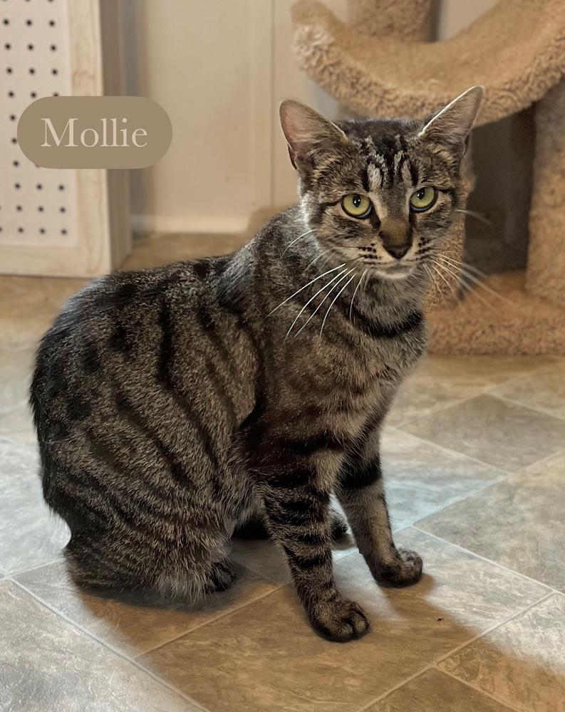 Enlarge Mollie, a Adoptable Domestic Short Hair in Chalfont, PA image 3/6