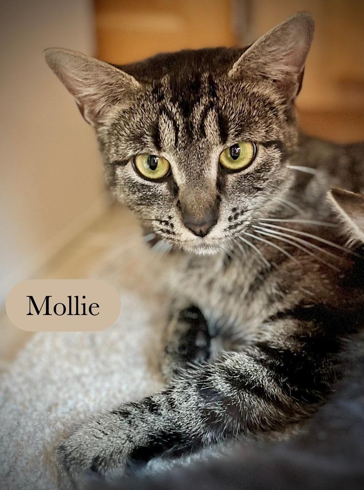 Enlarge Mollie, a Adoptable Domestic Short Hair in Chalfont, PA image 4/6
