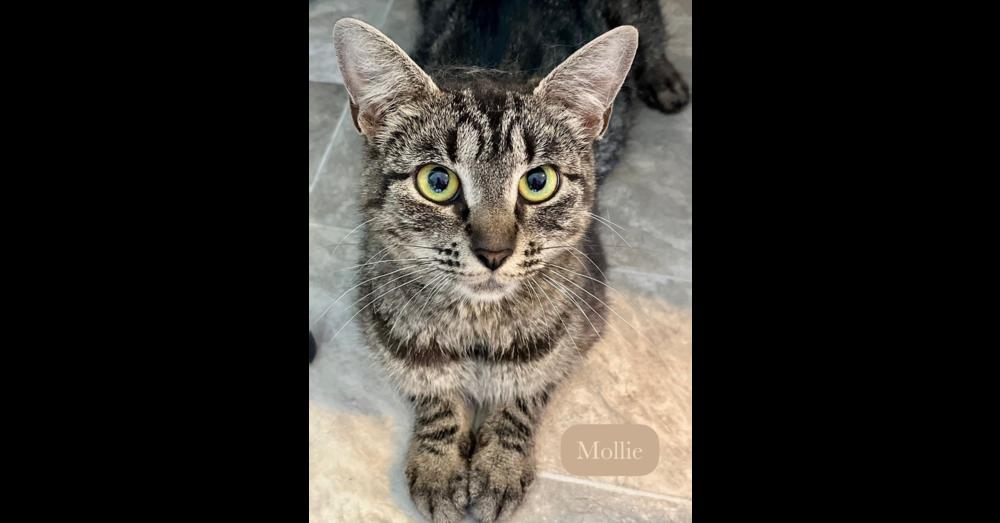 Enlarge Mollie, a Adoptable Domestic Short Hair in Chalfont, PA image 5/6